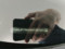 preview Skoda Octavia #2